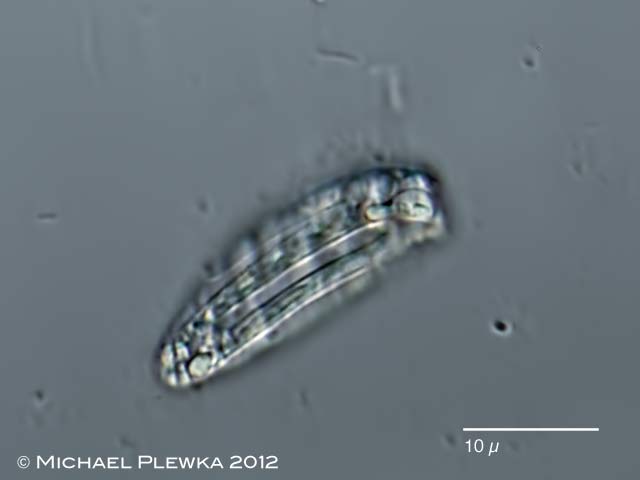 Leben in Teich Rhabdomonas costata, Astasiaceae; Euglenida